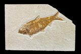 Fossil Fish (Knightia) - Wyoming #159561-1